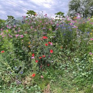 Meet your Posher, Nekoda